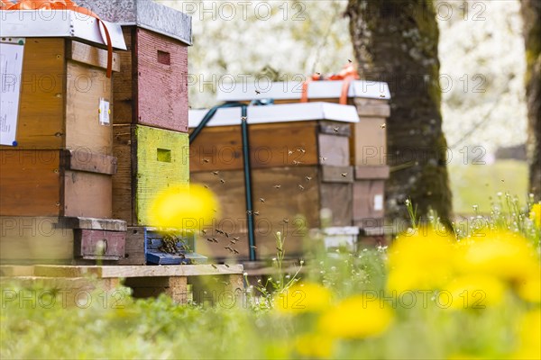 Beehives under blossoming cherry trees in spring