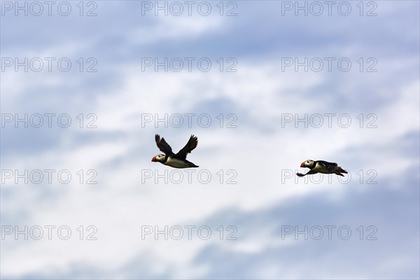 Two puffin