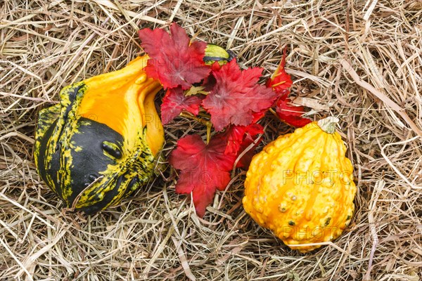 Ornamental pumpkins on hay