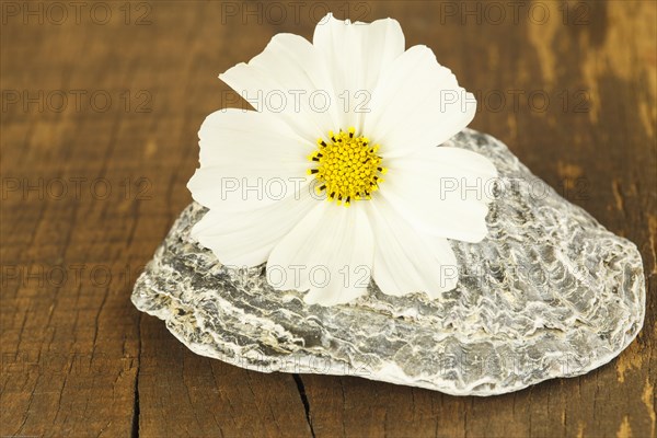 Still Life with Cosmea Flower