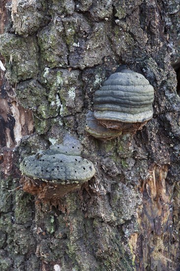 Tinder fungus