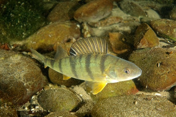 European perch