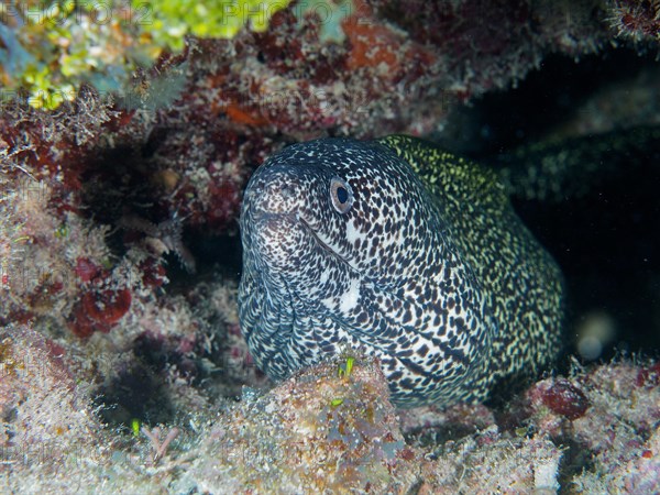 Spotted moray