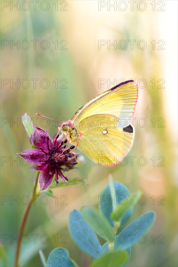 Palaeno sulphur