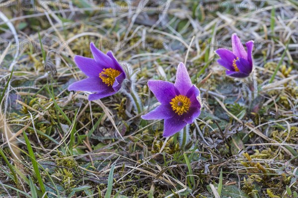 Common pasque flower