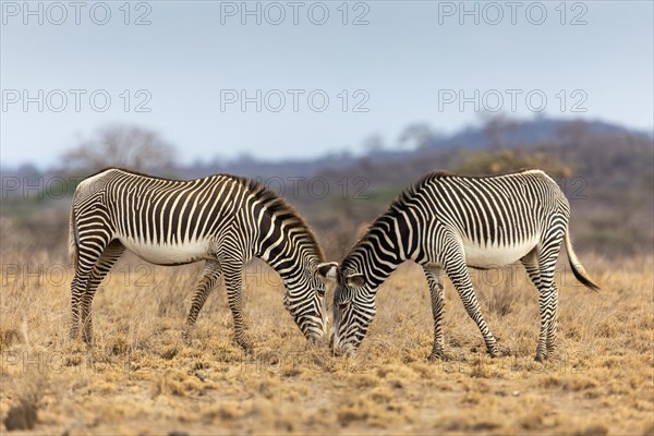 Two Grevy's zebras