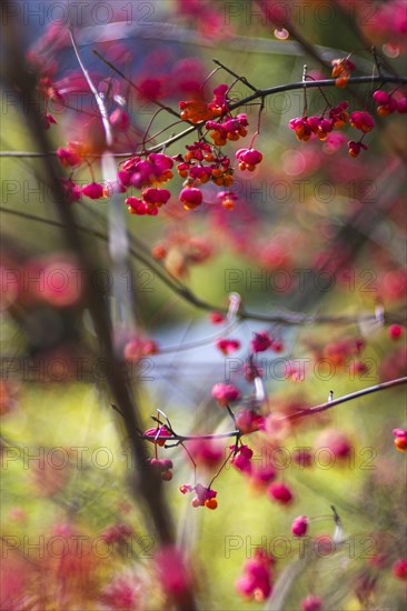 Common spindle bush