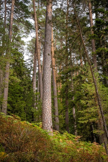 Enztalkiefer in the forest