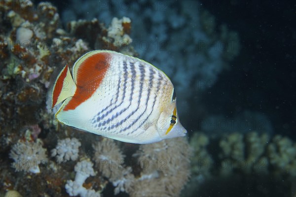 Eritrean butterflyfish