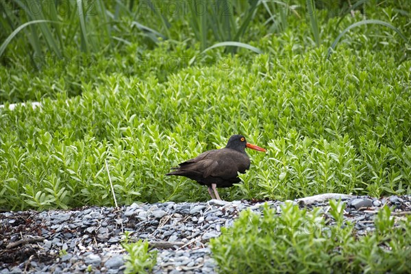 Oystercatcher in Katmai National Park