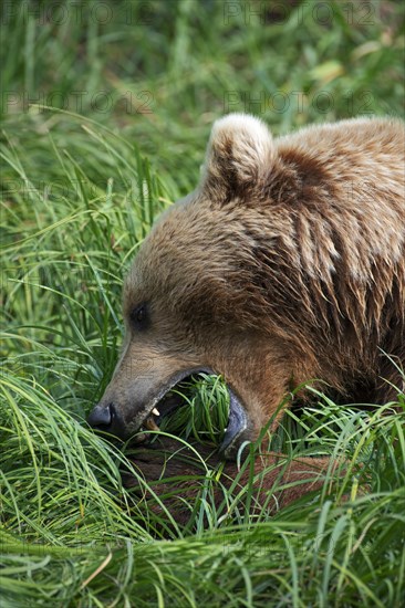 Coastal brown bear