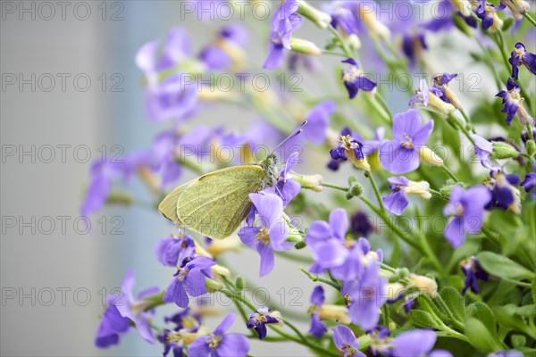 Large cabbage white