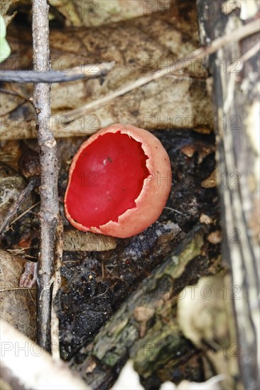 Scarlet elf cup