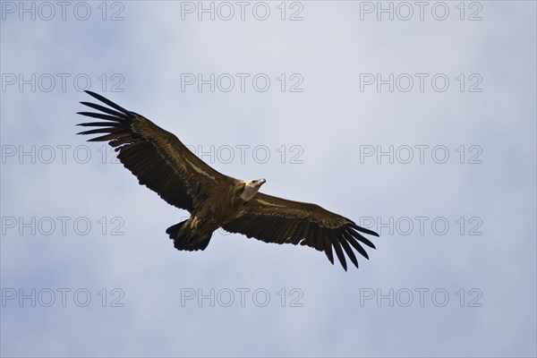 Griffon Vulture