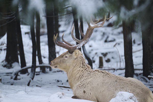 Red deer