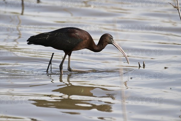 Glossy ibis