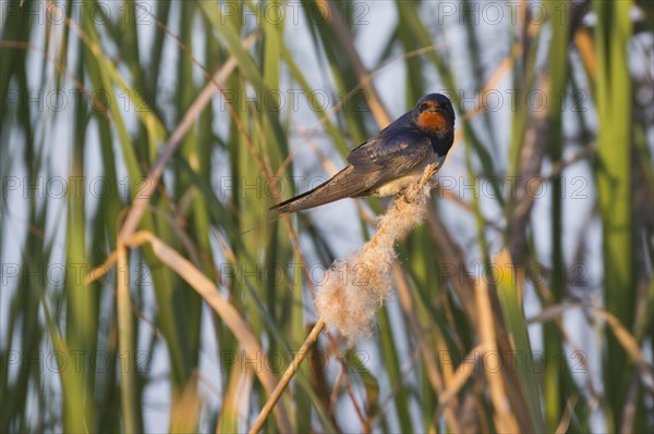 Barn swallow