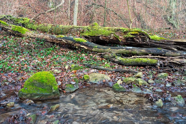 At the edge of a crystal-clear forest stream lies an overturned tree trunk overgrown with moss. The coloured leaves of last autumn still lie on the ground of the forest