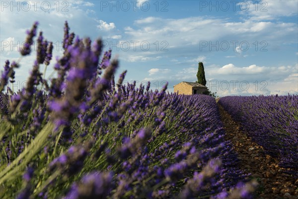 Flowering lavender