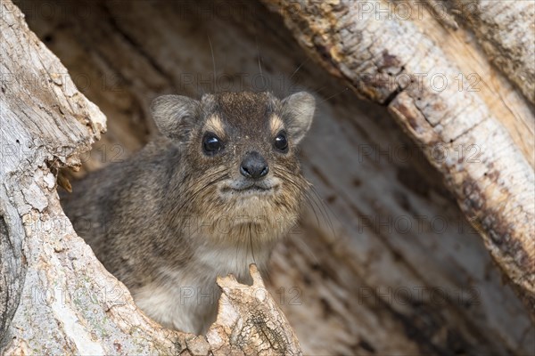 Rock Hyrax