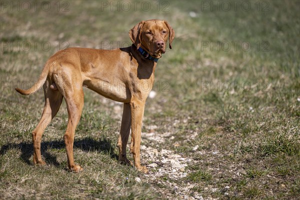 Roevidszoru Magyar Vizsla