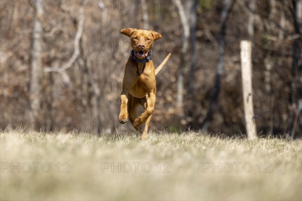 Roevidszoru Magyar Vizsla