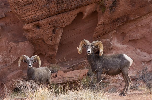 Desert bighorn sheep