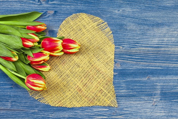 Tulips on a blue background with a linen heart