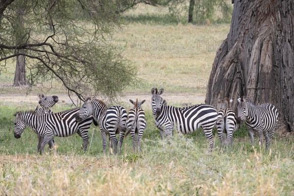 Plains zebra