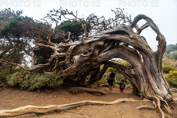 Mother and son going through the tunnel of a Sabinar tree twisted by the wind of El Hierro. Canary Islands