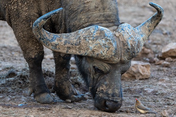 African buffalo