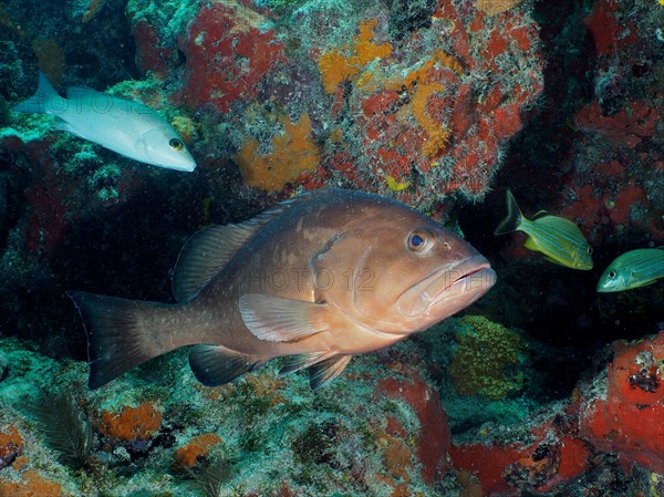 Black grouper