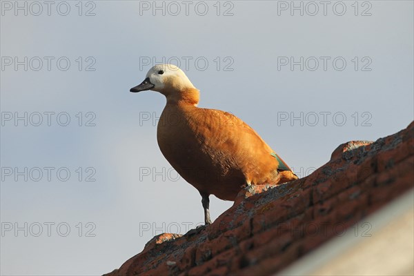 Ruddy Shelduck