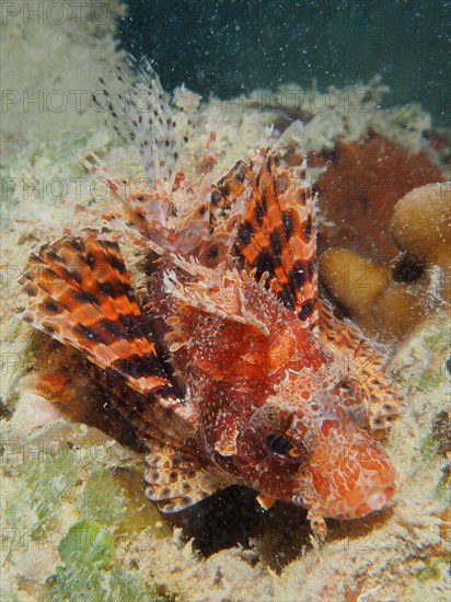 Red Sea Dwarf Lionfish