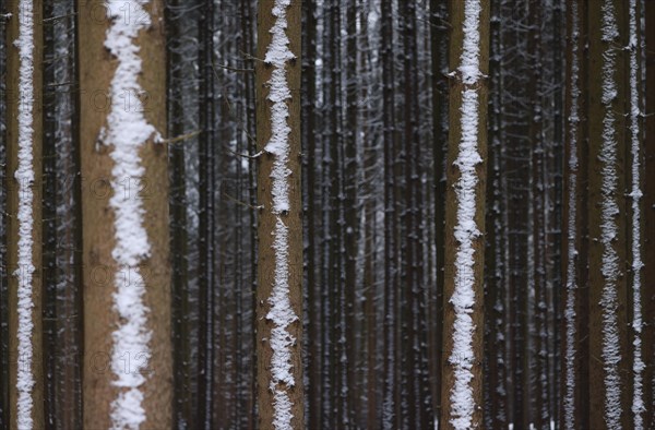 Trunks of a spruce monoculture in winter form a graphic pattern