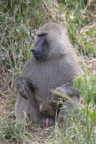 Olive baboon