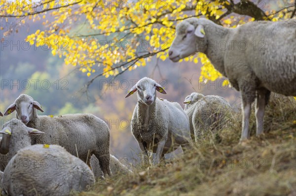 Sheep grazing on rough grassland