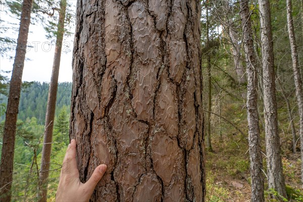 Hand on duck pine in the forest