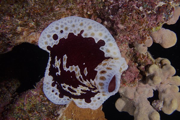 Large sofa cushion snail