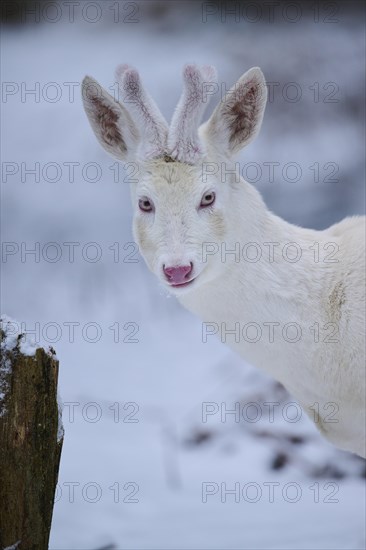 Roe deer