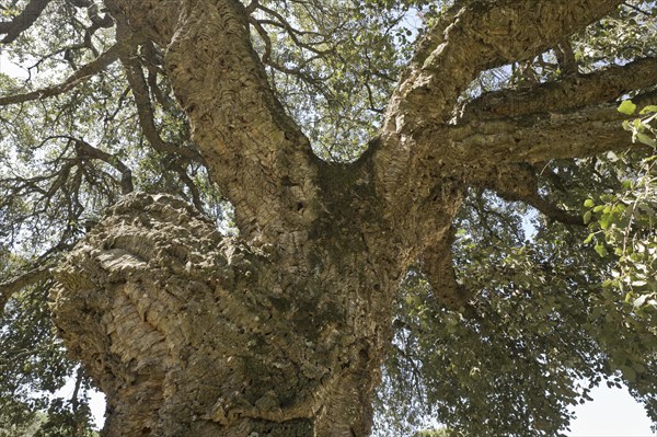 Cork oak