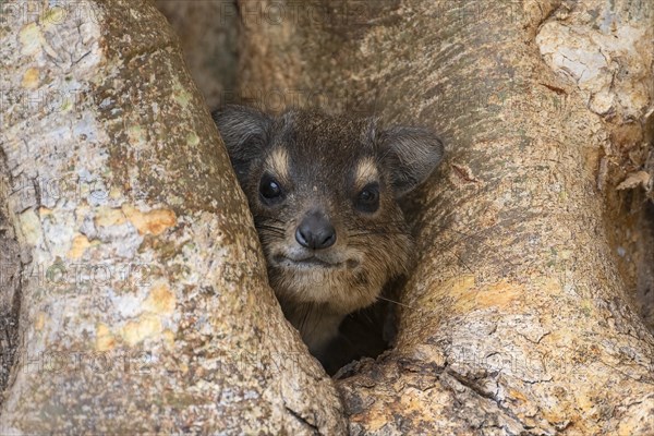 Rock Hyrax