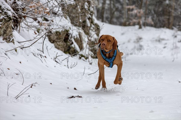 Roevidszoru Magyar Vizsla