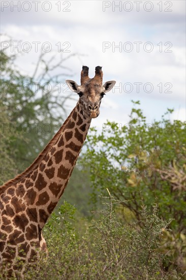 Single giraffe