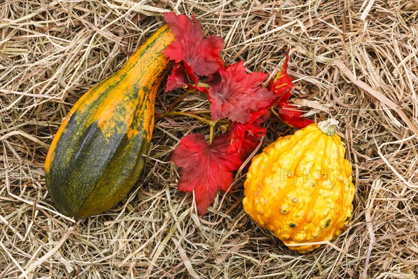 Ornamental pumpkins on hay