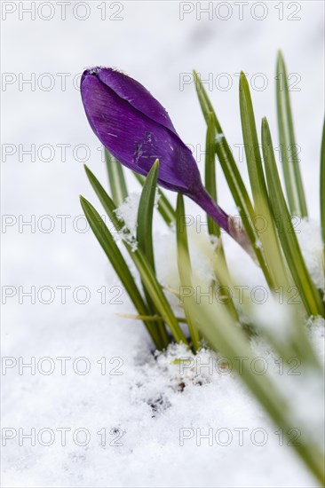 Crocuses