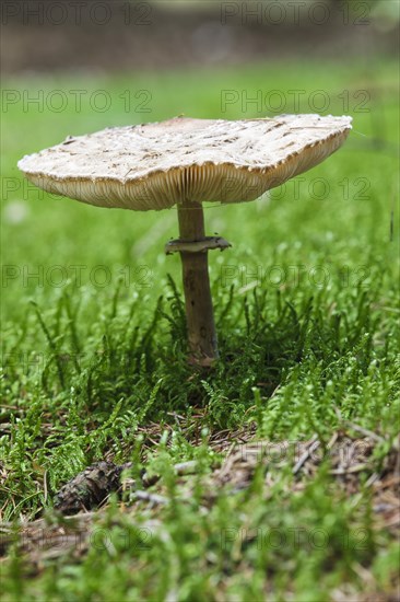 Parasol mushroom