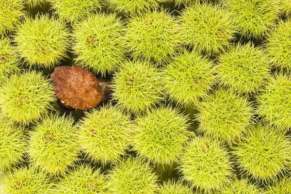 Sweet chestnut background