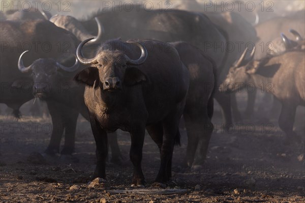 African buffalo