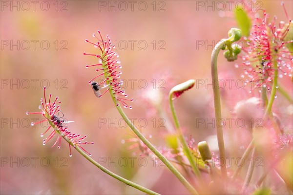 Oblong-leaved sundew